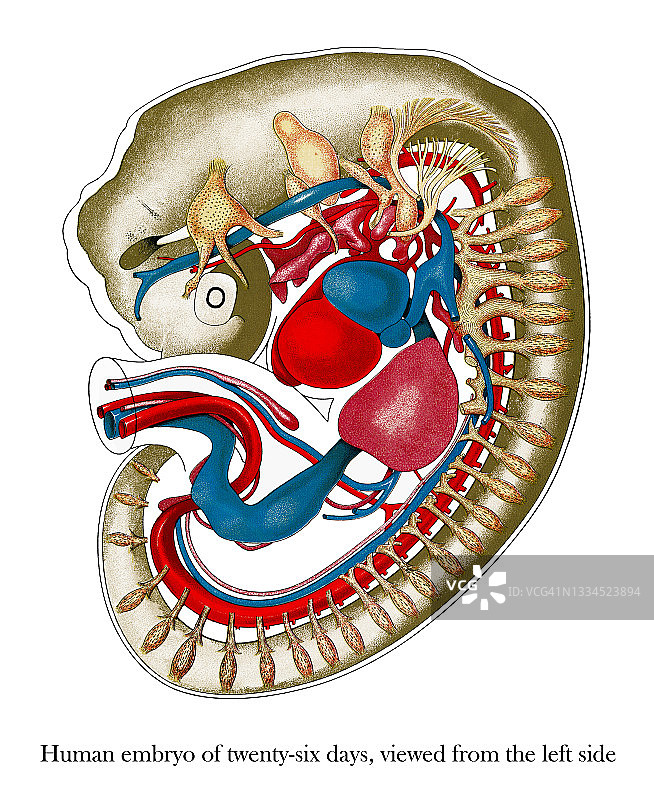 26天的人类胚胎古版画图片素材