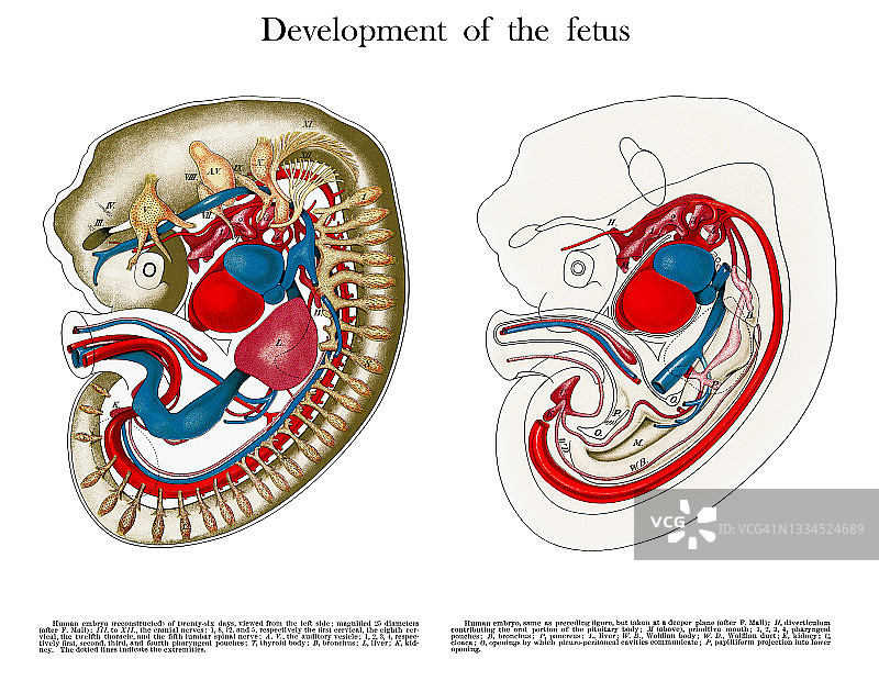 26天的人类胚胎古版画图片素材
