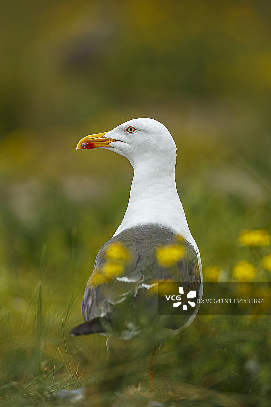 小黑背鸥图片素材
