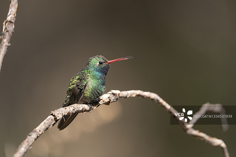 栖息在树枝上的宽嘴蜂鸟图片素材