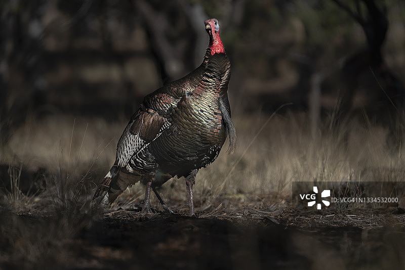 在拉姆齐峡谷中昂首阔步的野生火鸡图片素材