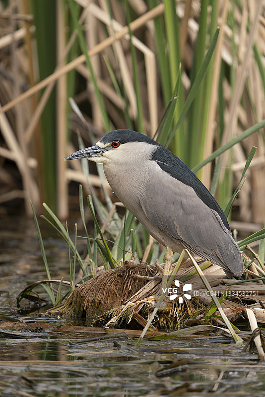 沼泽中的夜鹭图片素材