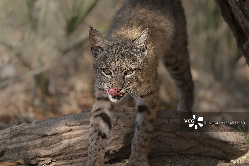 在沼泽中捕猎的短尾猫图片素材