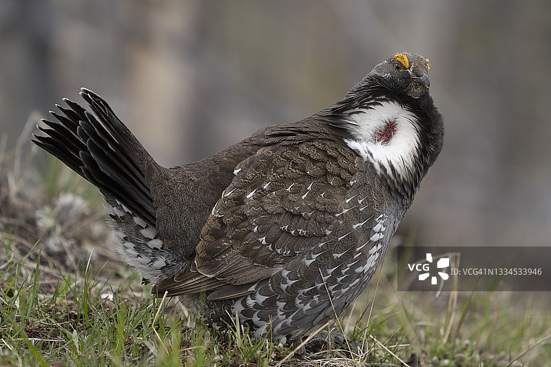 春天里正在炫耀的雄性暗色松鸡图片素材