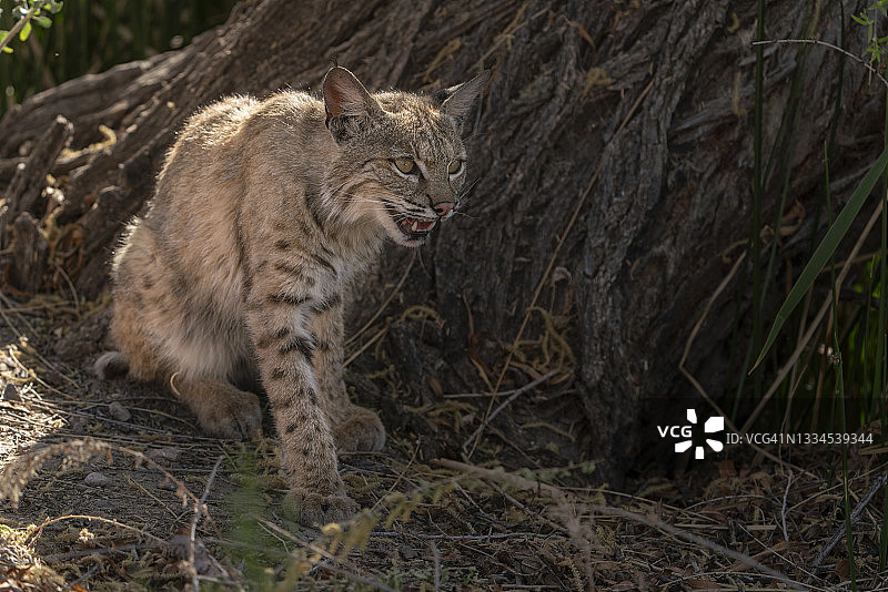 在树荫下乘凉的短尾猫图片素材