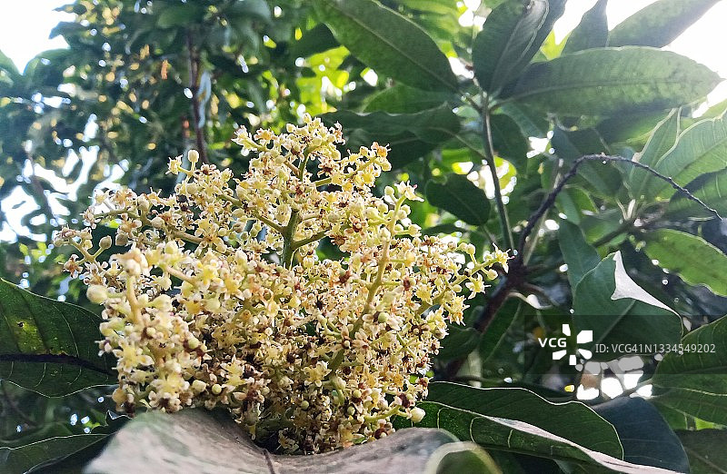 开花的芒果树图片素材