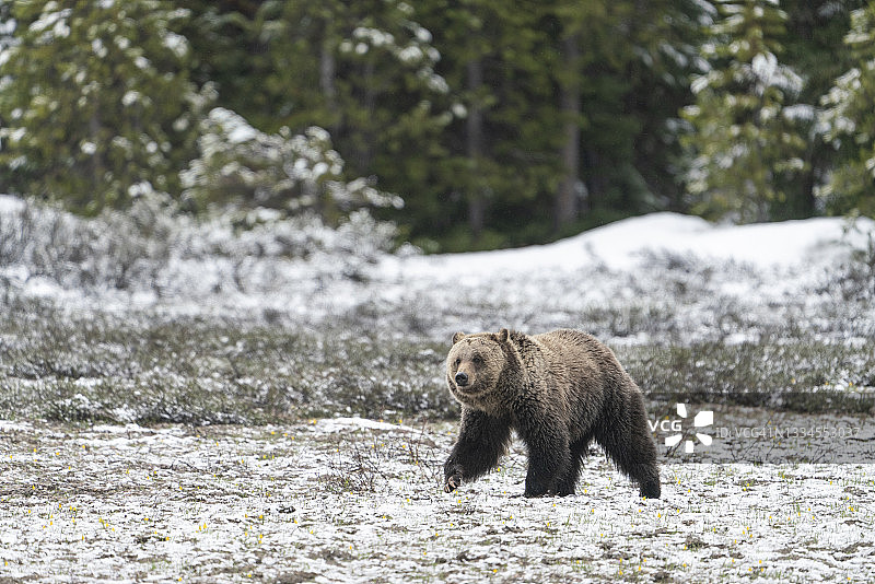 一只灰熊穿过一片新雪覆盖的草地图片素材
