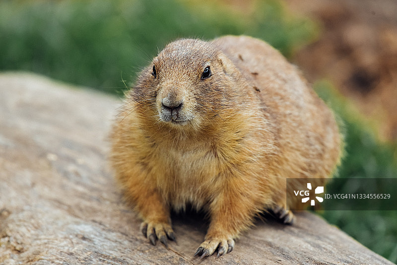 草原土拨鼠图片素材