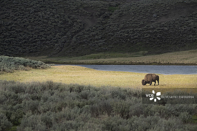 黄石河沿岸聚光草甸中的孤独公野牛图片素材