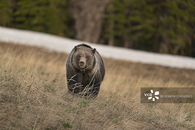 灰熊走过山坡图片素材