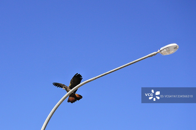 红尾黑凤头鹦鹉落在路灯柱上图片素材