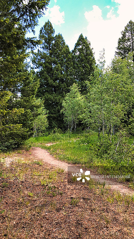 梅萨瀑布与森林图片素材