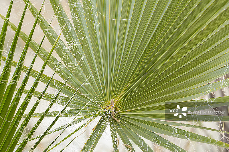 扇形棕榈树图片素材