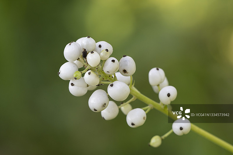 科罗拉多州白浆果，在白杨树林中图片素材