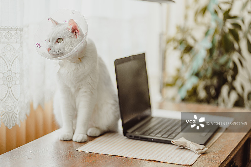 美丽的白色猫咪图片素材