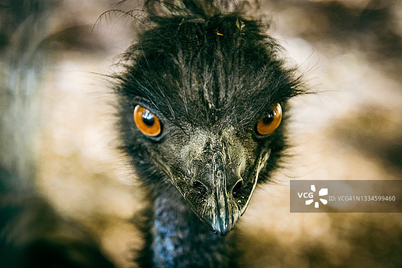 鸵鸟头部特写图片素材