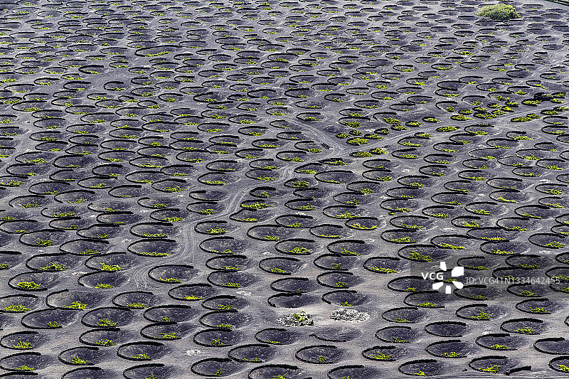 兰萨罗特岛的葡萄藤图片素材