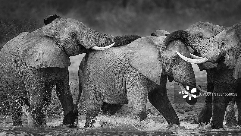 肯尼亚察沃东部伊通巴山上玩耍的可爱大象图片素材