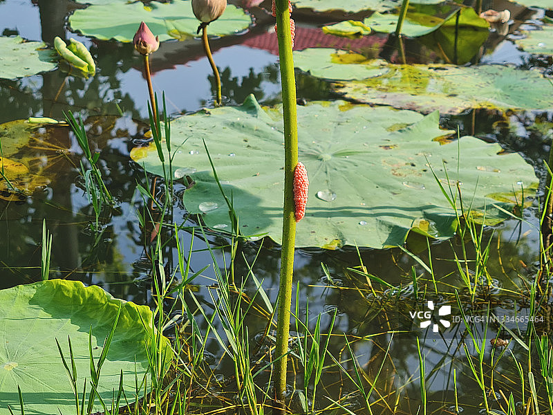 沼泽中莲茎上的金苹果蜗牛卵图片素材