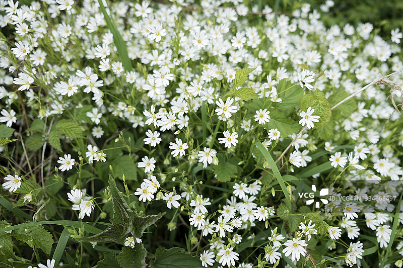 婆婆纳图片素材
