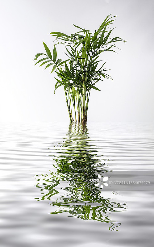 棕榈树水面反射特写图片素材