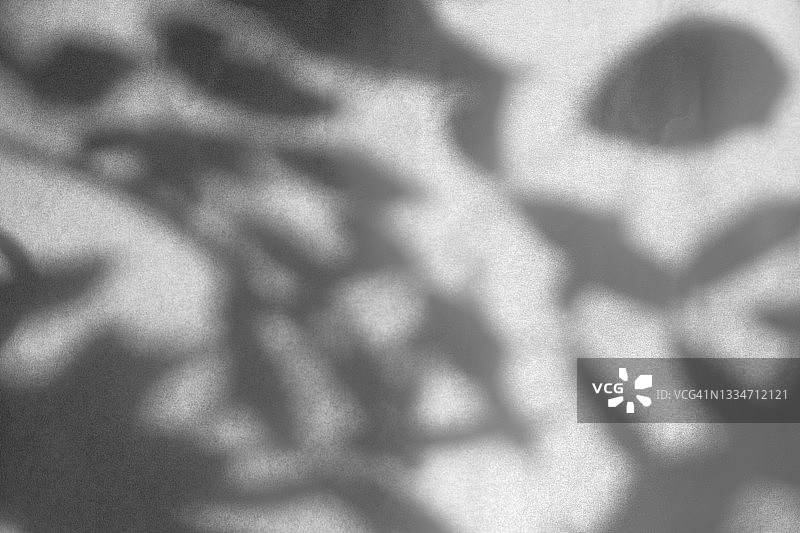 植物阴影的时尚摄影效果，白色背景上的树枝与花朵图片素材