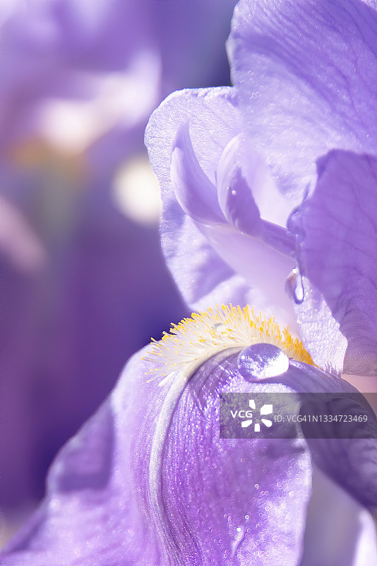 雨后紫色鸢尾花微距图像图片素材