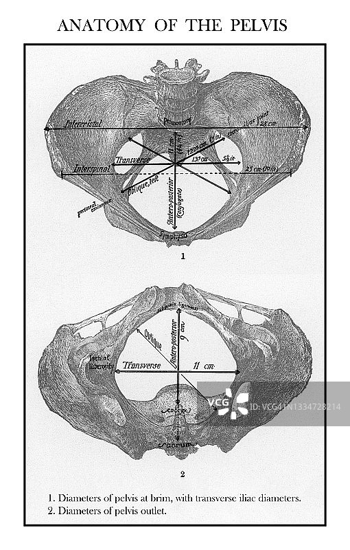 女性骨盆解剖结构的古老雕刻插图图片素材