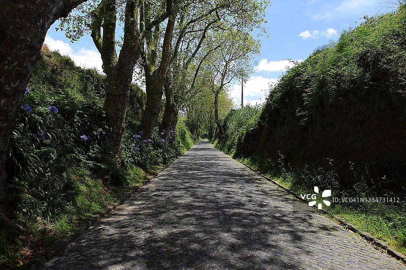 树木蓝天下鹅卵石路图片素材