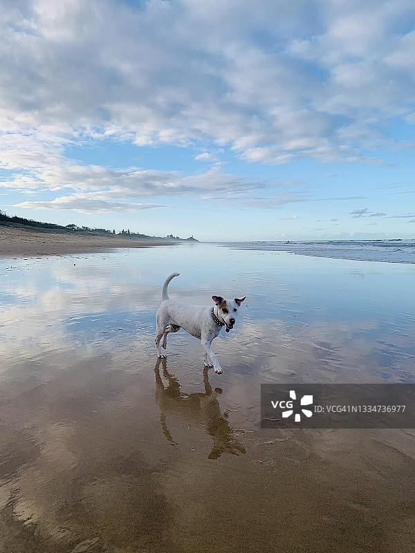 日落沙滩上的杰克罗素犬图片素材