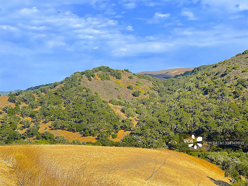 绿色树木环绕的金色田野，靠近哈拉马海滩图片素材