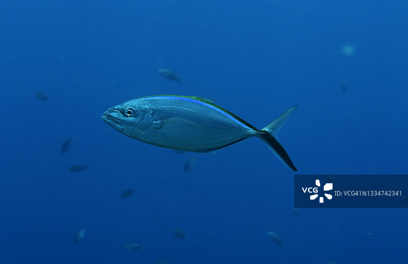 横带鲹图片素材