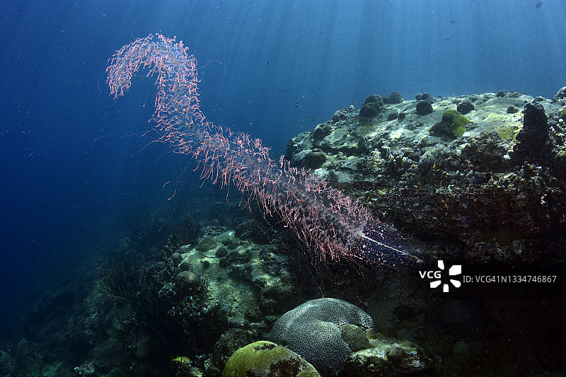 浮游海鞘图片素材