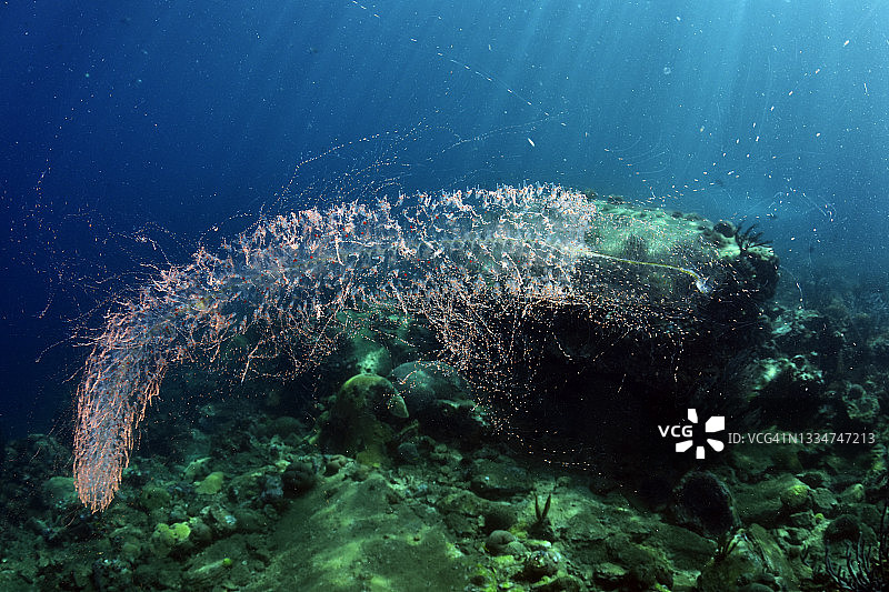 浮游海鞘图片素材