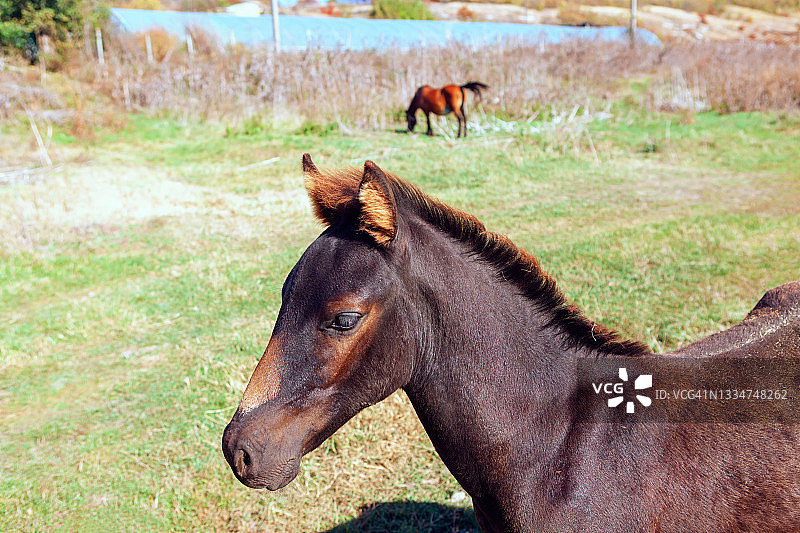 阳光明媚的一天里的小马驹肖像图片素材