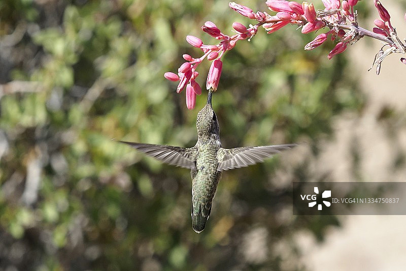 我投降图片素材