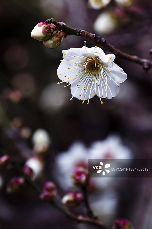 白色梅花图片素材
