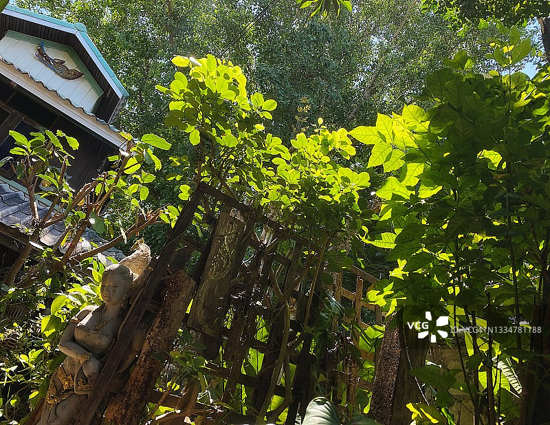 阴凉的热带绿树图片素材