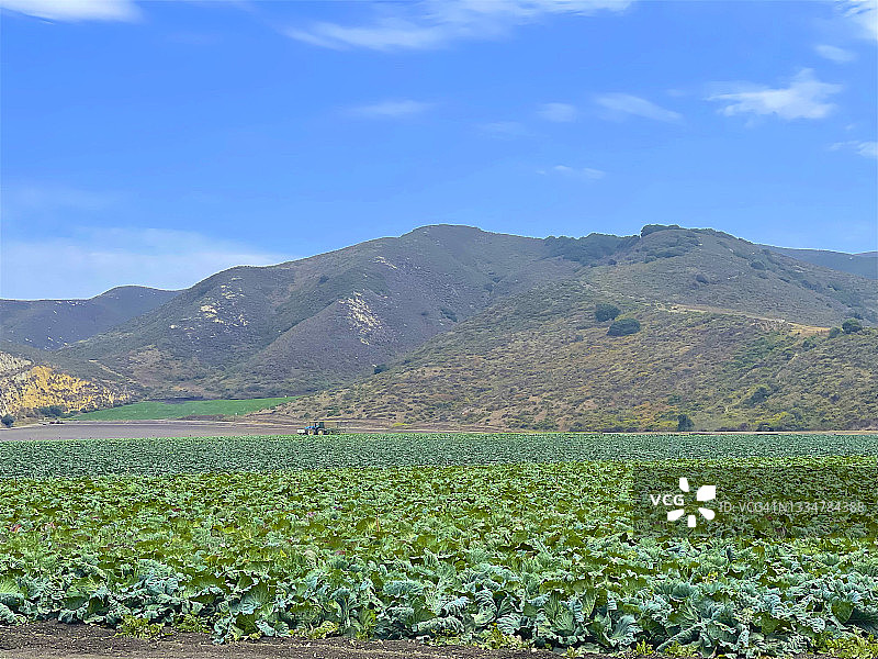 隆波克白菜地耕作图片素材