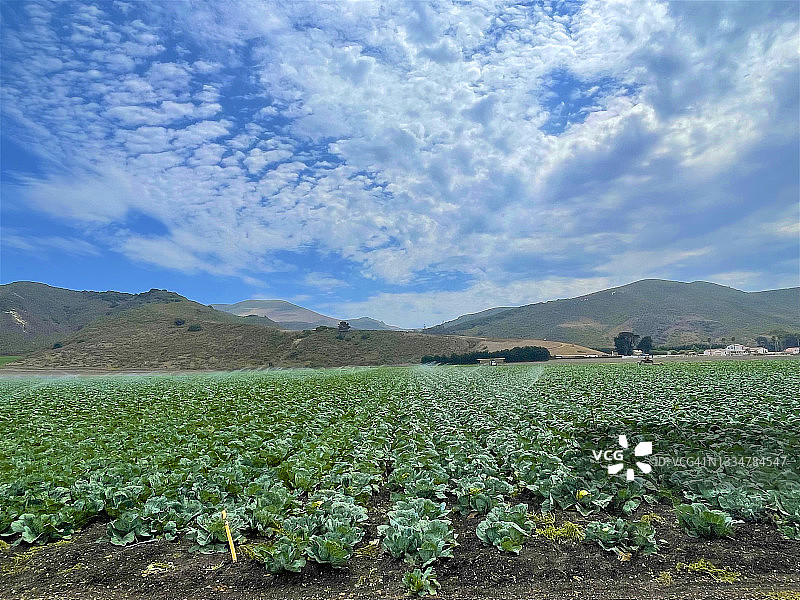 隆波克的卷心菜田图片素材