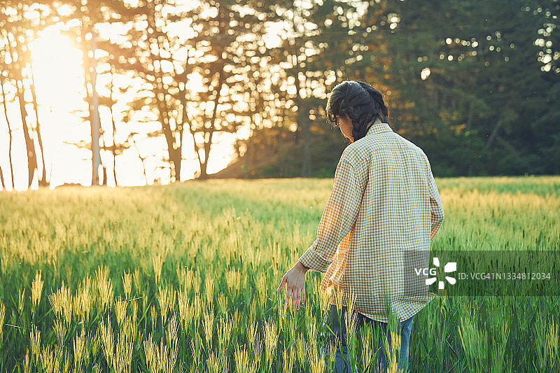 女子触摸大麦图片素材