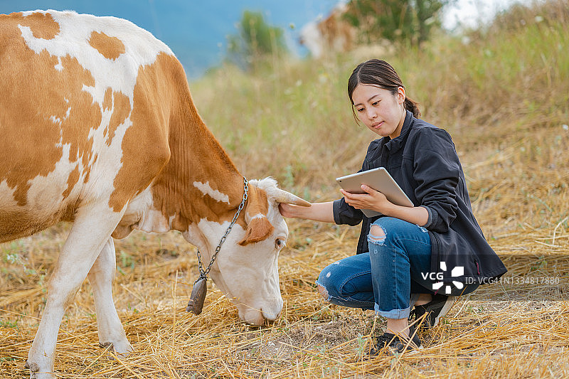 女农民用平板电脑检查牛的情况图片素材