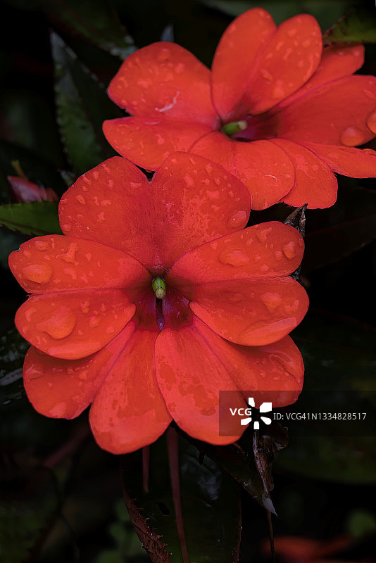 雨后的彩色橙色秋花图片素材