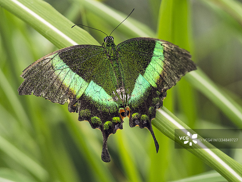 翠绿燕尾蝶图片素材