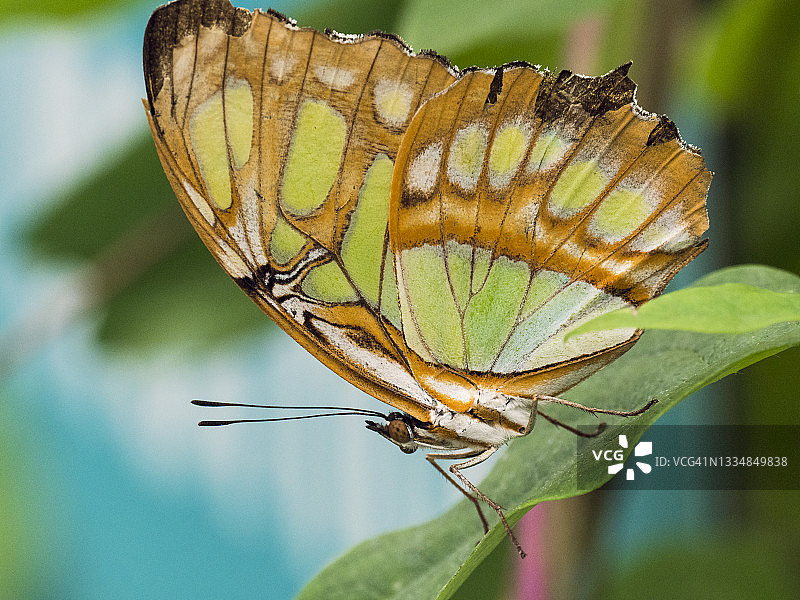 绿凤蝶图片素材