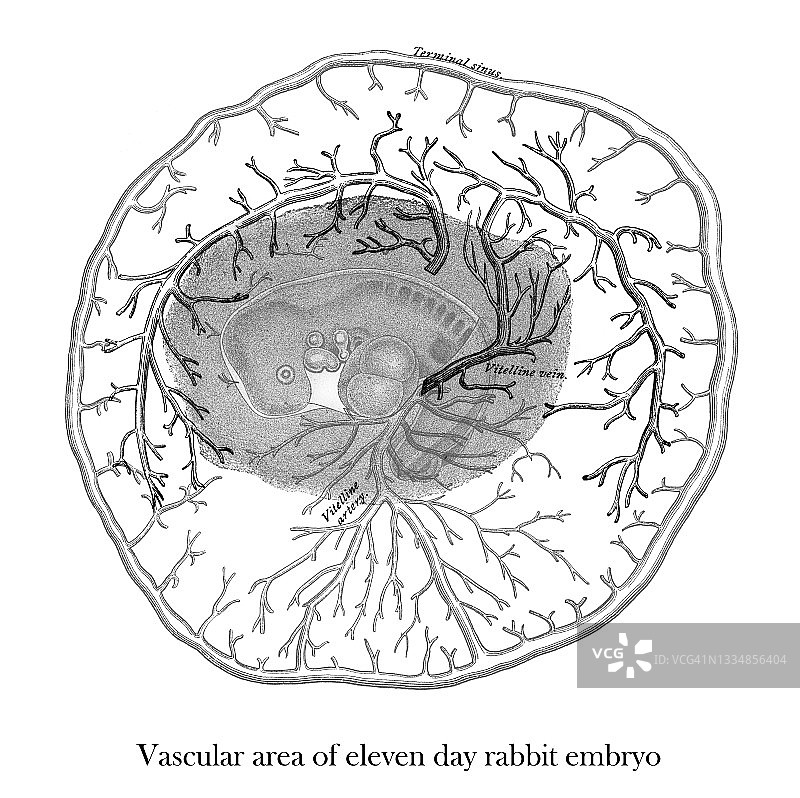 十一日兔胚胎血管区域的古老雕刻插图图片素材