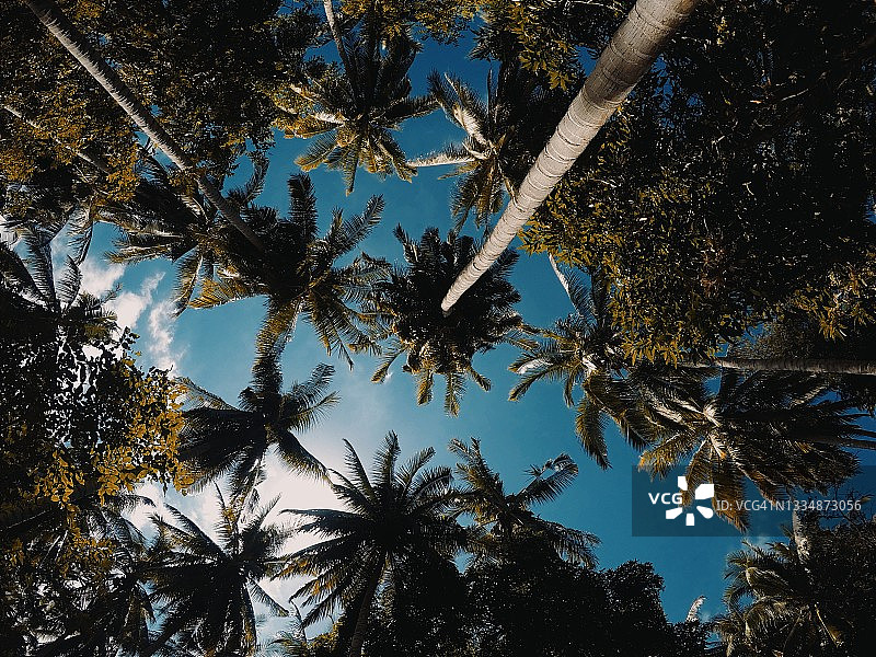 椰子树图片素材