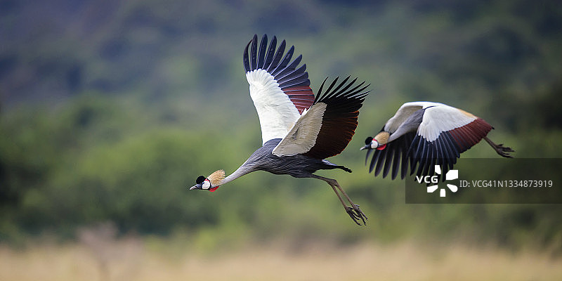 内罗毕公园中优雅舞动的两只灰冠鹤图片素材