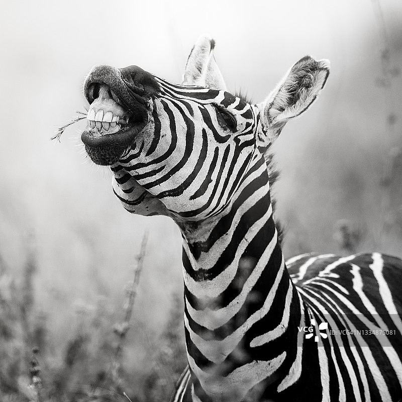 内罗毕公园的黑白滑稽斑马脸图片素材