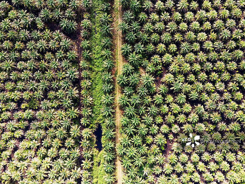 棕榈种植园无人机视角图片素材